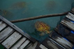 bangka-03