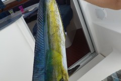 bawean-14