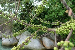 belitung-20