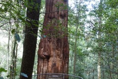 blue-mountains-12