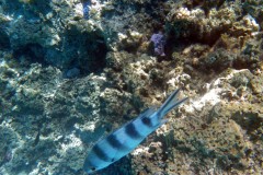 französisch-polynesien-bora-bora-coral-garden-01