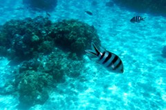 französisch-polynesien-bora-bora-coral-garden-02