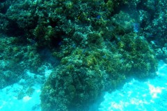 französisch-polynesien-bora-bora-coral-garden-04