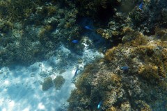 französisch-polynesien-bora-bora-coral-garden-05