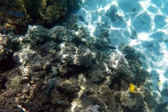 französisch-polynesien-bora-bora-coral-garden-06