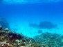 Bora Bora Coral Garden