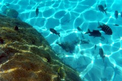 französisch-polynesien-bora-bora-coral-garden-12