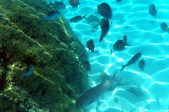 französisch-polynesien-bora-bora-coral-garden-13