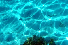 französisch-polynesien-bora-bora-coral-garden-14