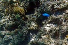 französisch-polynesien-bora-bora-coral-garden-15