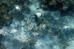 französisch-polynesien-bora-bora-coral-garden-16