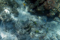 französisch-polynesien-bora-bora-coral-garden-17