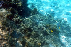 französisch-polynesien-bora-bora-coral-garden-18