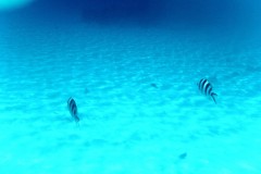 französisch-polynesien-bora-bora-coral-garden-19