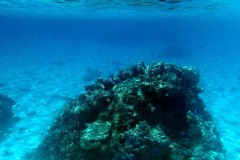 französisch-polynesien-bora-bora-coral-garden-20