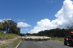 neuseeland-cape-reinga-01