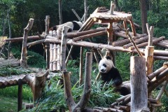 Pandabär!