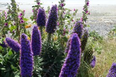 neuseeland-christchurch-03