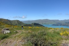 neuseeland-christchurch-16