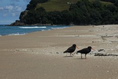 neuseeland-coromandel-06