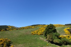 neuseeland-dunedin-02