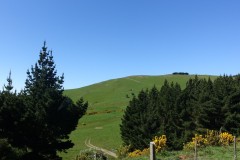 neuseeland-dunedin-16