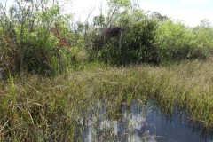 usa-florida-everglades-14