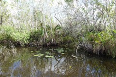 usa-florida-everglades-18