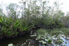usa-florida-everglades-19
