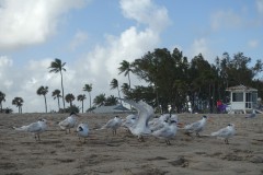 usa-florida-fort-lauderdale-02