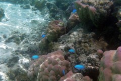 französisch-polynesien-huahine-sofitel-beach-04