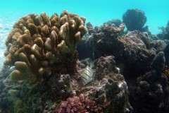 französisch-polynesien-huahine-sofitel-beach-05