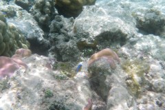 französisch-polynesien-huahine-sofitel-beach-07