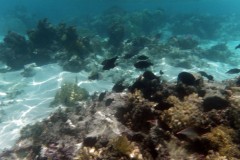 französisch-polynesien-huahine-sofitel-beach-09