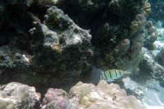 französisch-polynesien-huahine-sofitel-beach-11