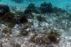 französisch-polynesien-huahine-sofitel-beach-16