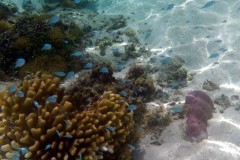 französisch-polynesien-huahine-sofitel-beach-22