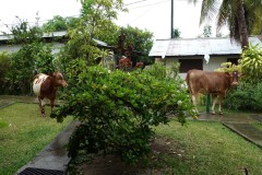 französisch-polynesien-huahine-02