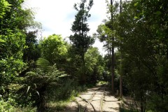 neuseeland-karangahake-gorge-04