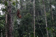 borneo-06