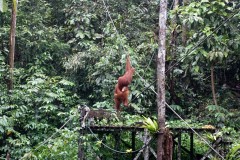 borneo-07