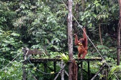 borneo-09