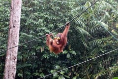 borneo-10