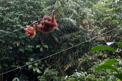 borneo-11
