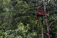borneo-12