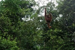 borneo-13