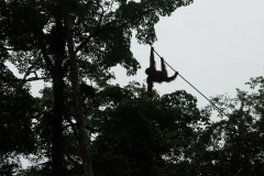 borneo-14