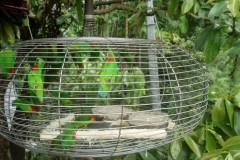 borneo-16