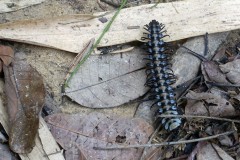 borneo-19
