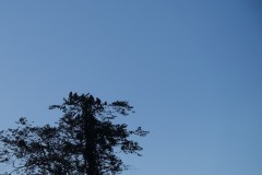 kumai-16